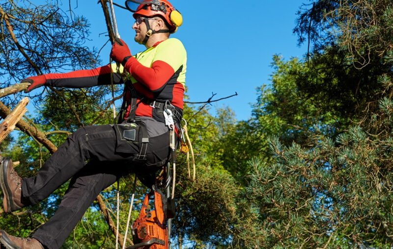 Certified Arborist