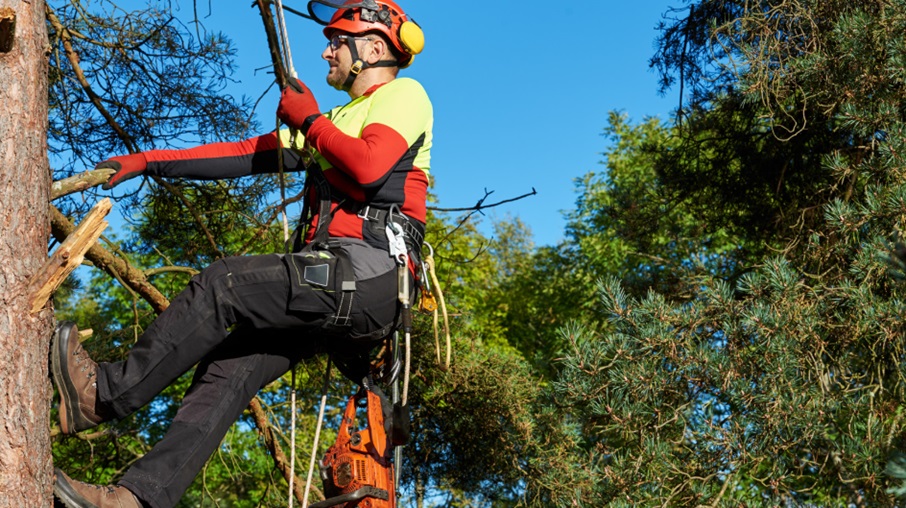 Certified Arborist