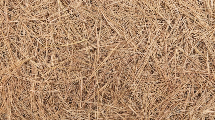 Spreading Pine Straw